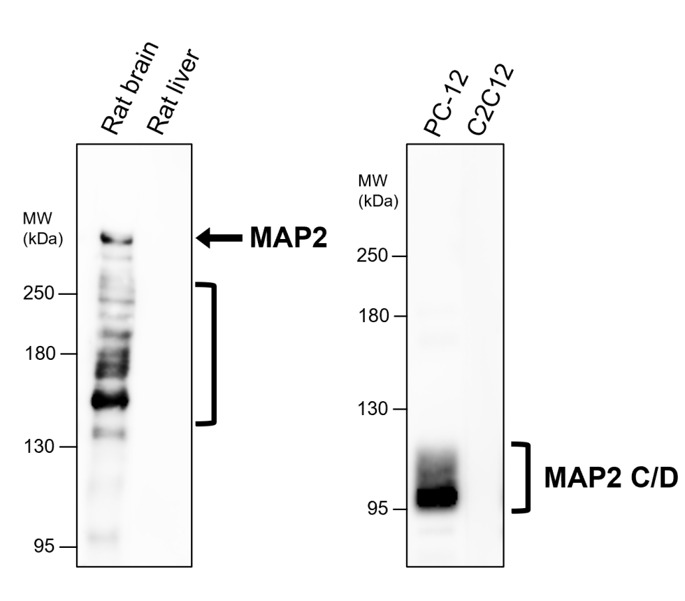 IR12-33 anti-MAP2 antibody WB image