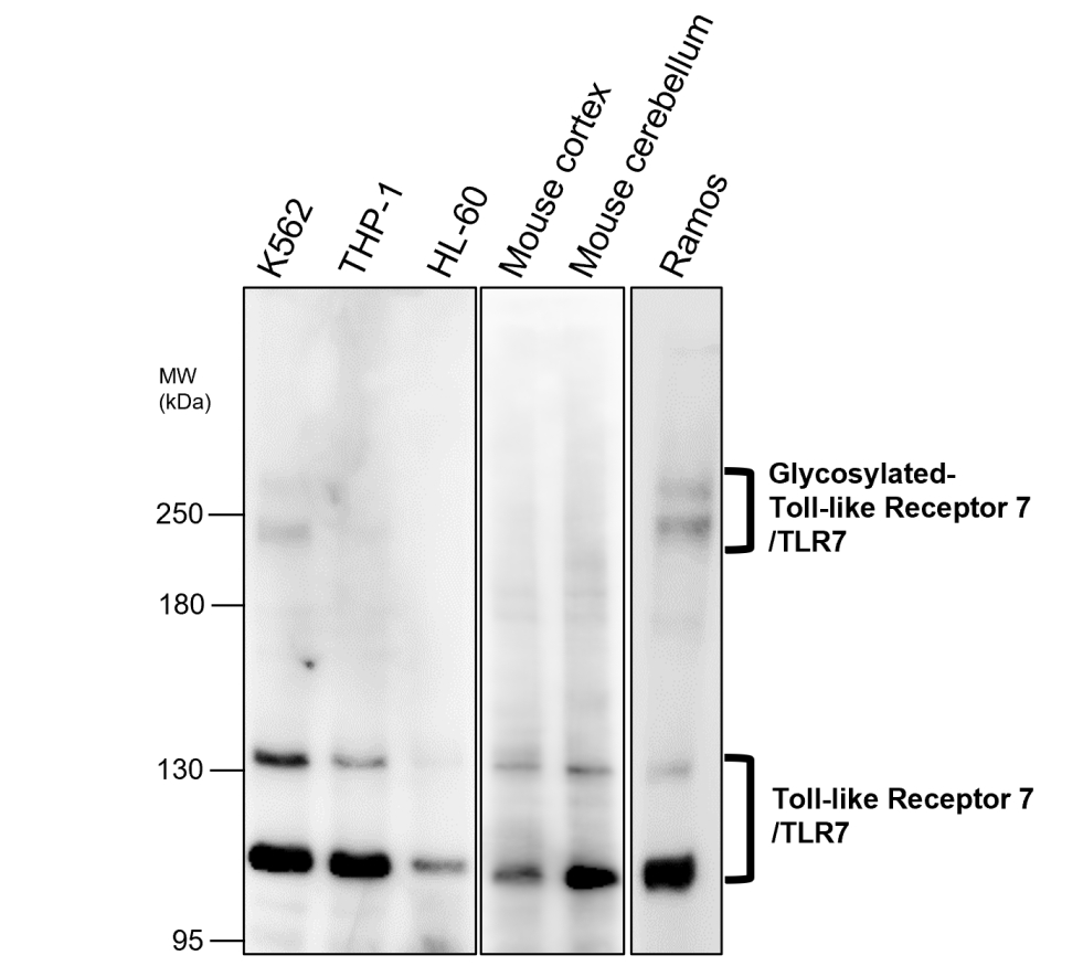 IR327-1032 anti- Toll-like Receptor 7 antibody WB image