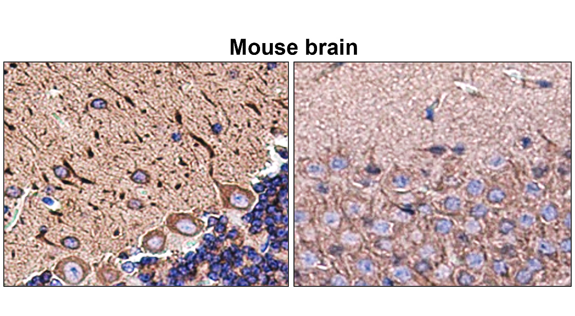 IR12-33 anti-MAP2 antibody_Mouse brain IHC image