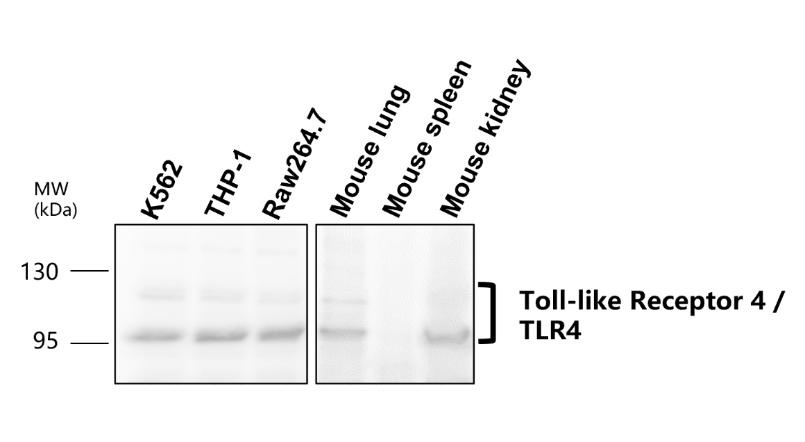 IR324-1020 anti- Toll-like Receptor 4 antibody WB image