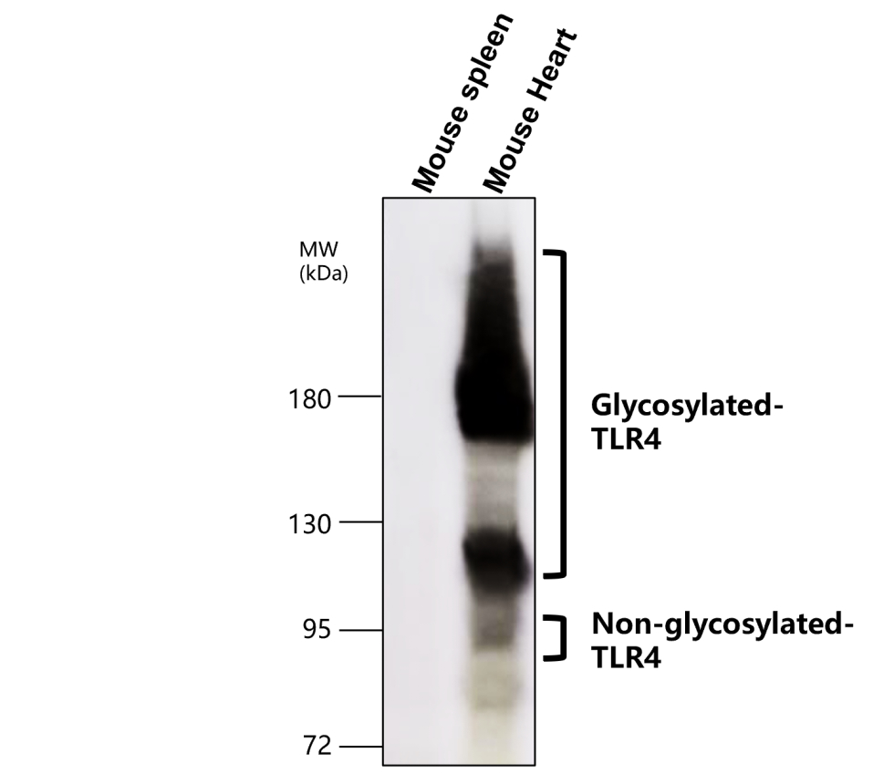 IR324-1020 anti- Toll-like Receptor 4 antibody WB image