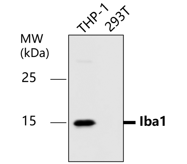 IR13-36 anti-Iba1/AIF1 antibody WB image