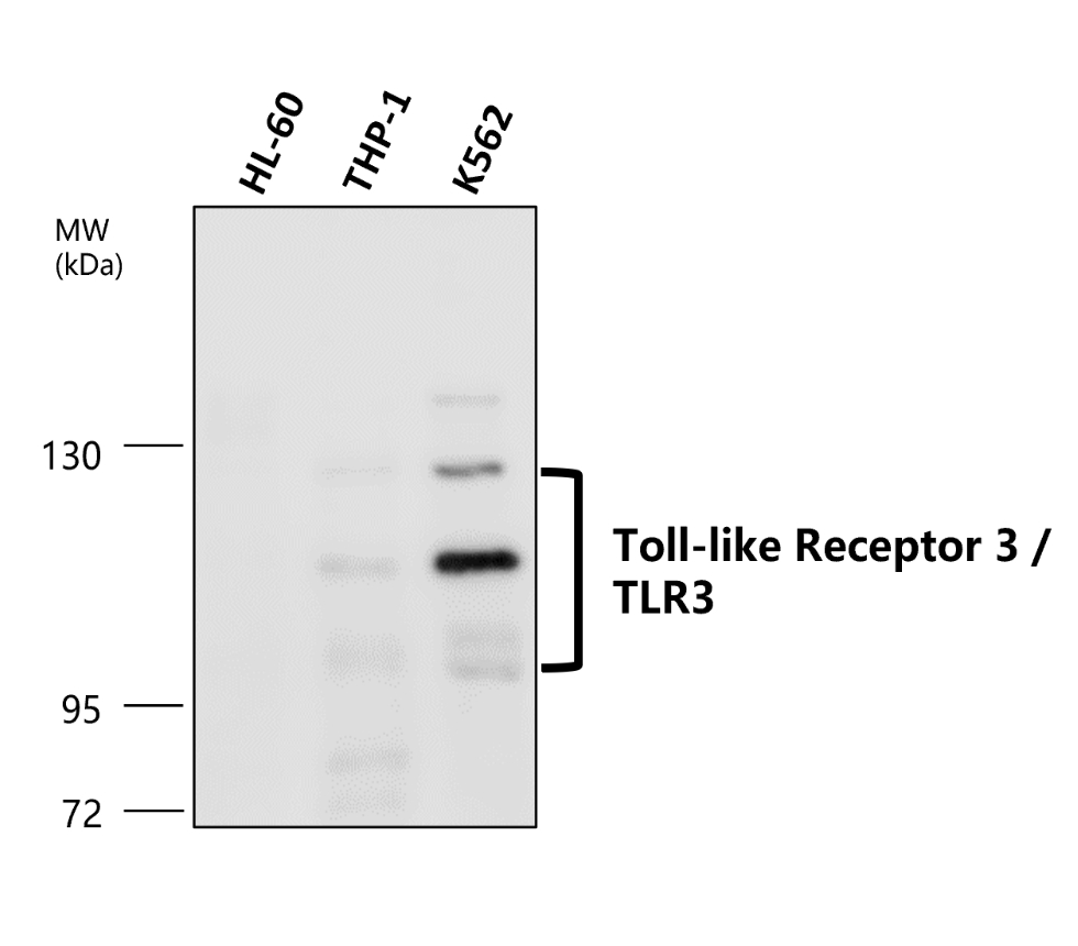 IR323-1016 anti- Toll-like Receptor 3 antibody WB image