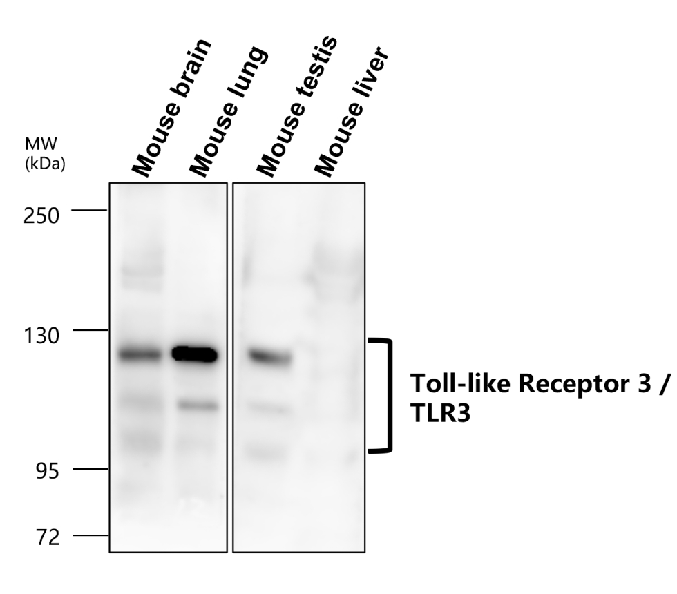 IR323-1016 anti- Toll-like Receptor 3 antibody WB image