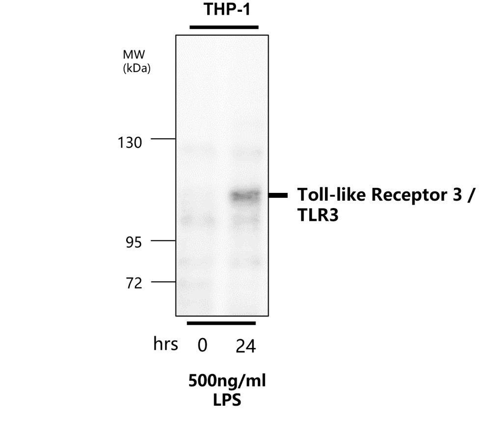 IR323-1016 anti- Toll-like Receptor 3 antibody WB image