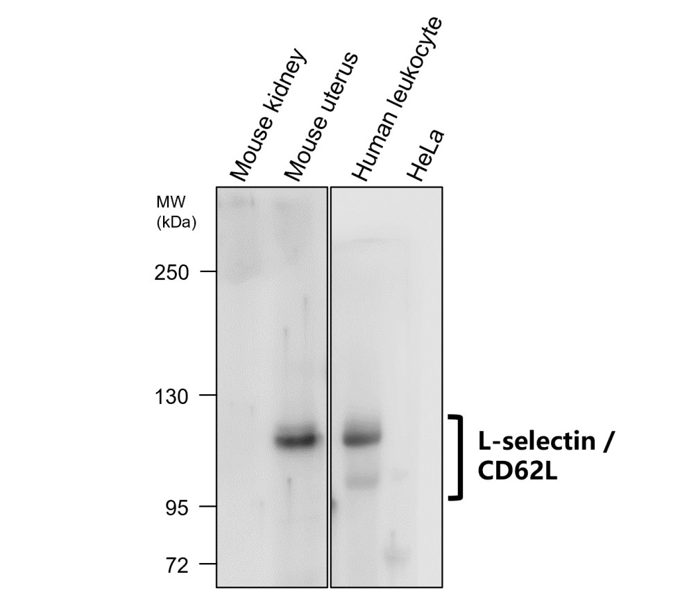 IR306-909 anti L-selectin / CD62L antibody WB image