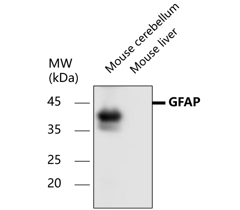 IR15-44 anti-GFAP antibody WB image