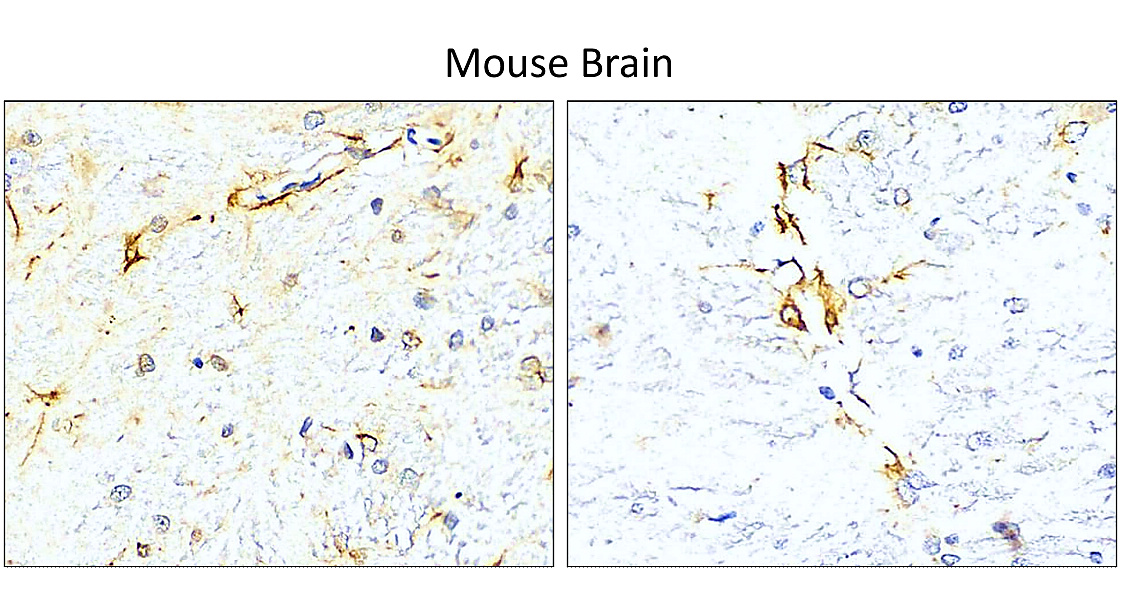 IR15-44 anti-GFAP antibody_Mouse Brain IHC image