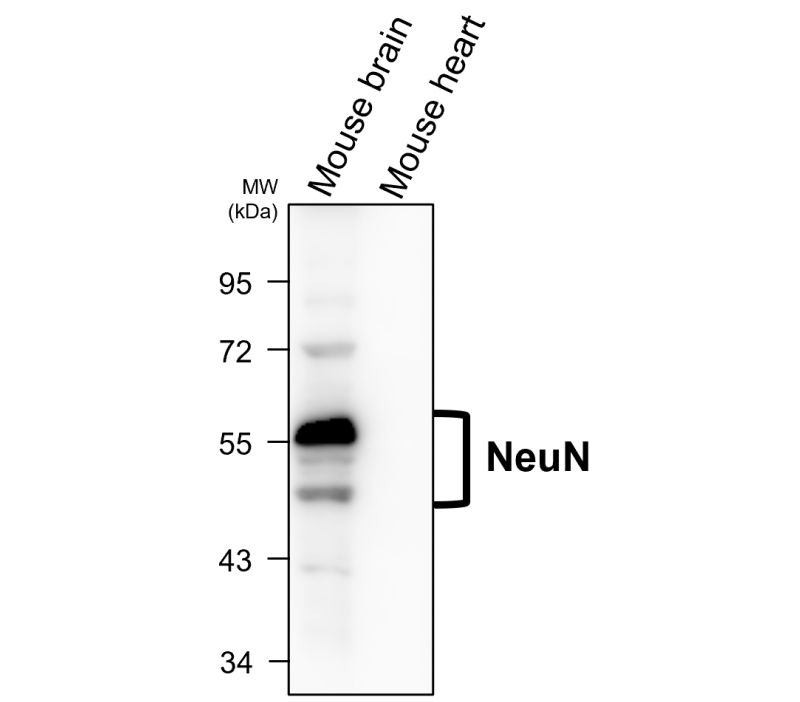 IR20-56 anti-NeuN antibody WB image