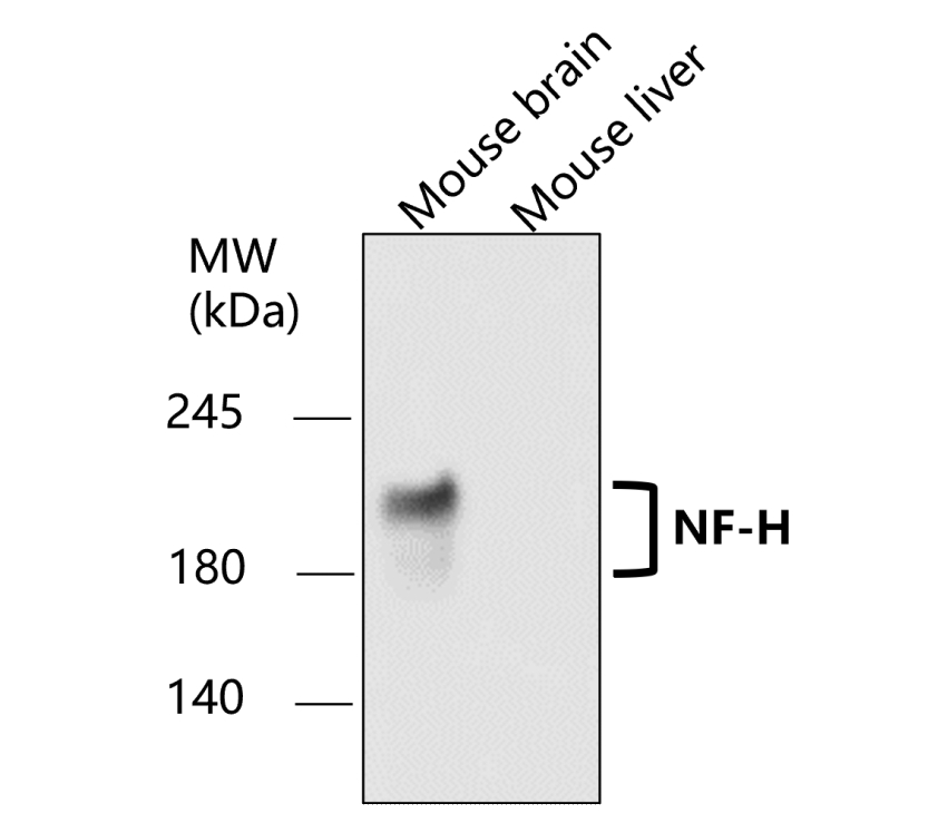 IR21-57 anti-NF-H antibody WB image