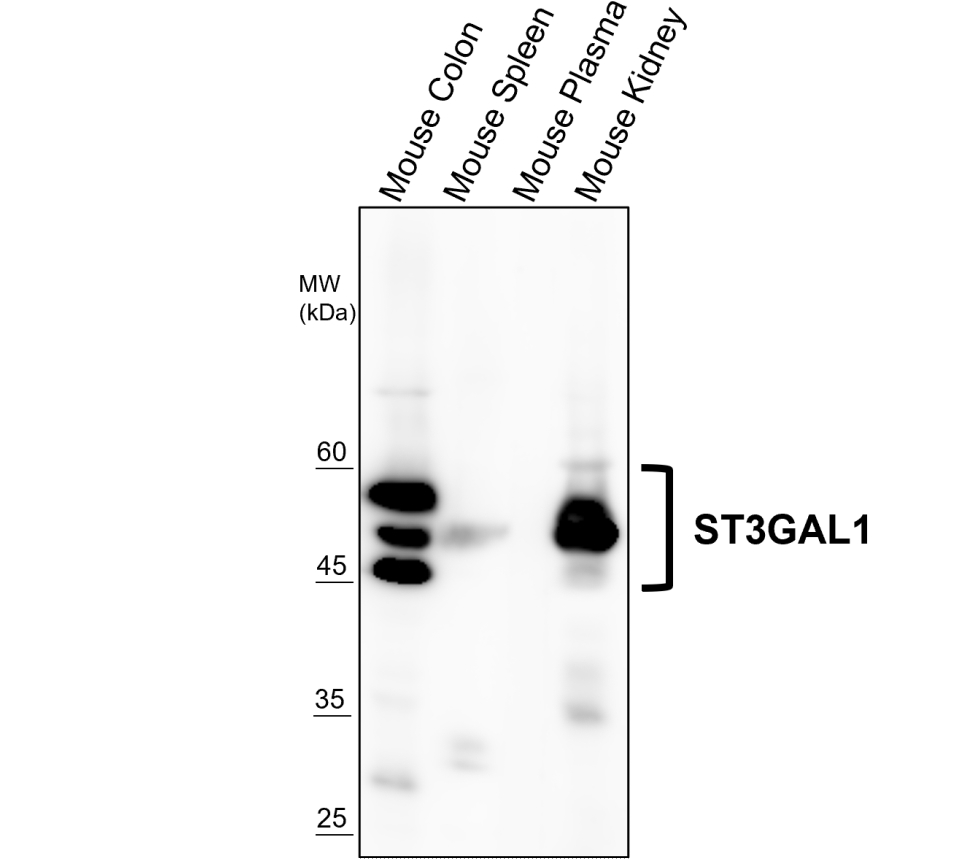 IR297-2 anti-ST3GAL1 antibody WB image