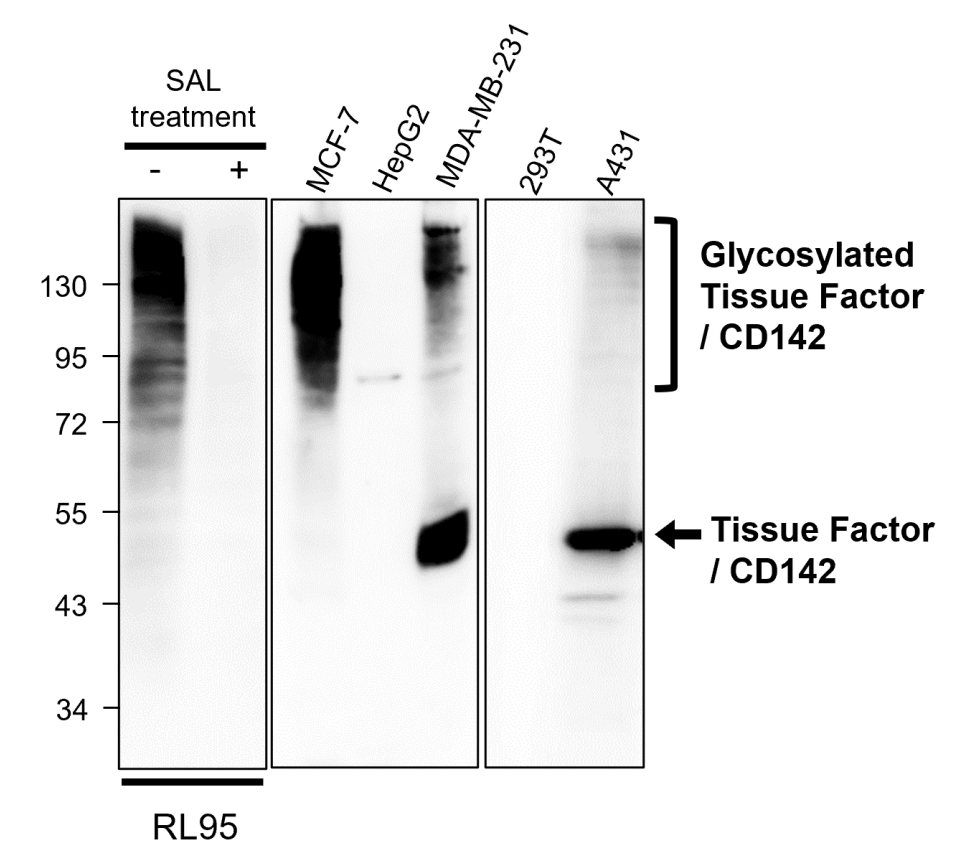 IR295-2 anti-Tissue Factor / CD142 antibody WB image