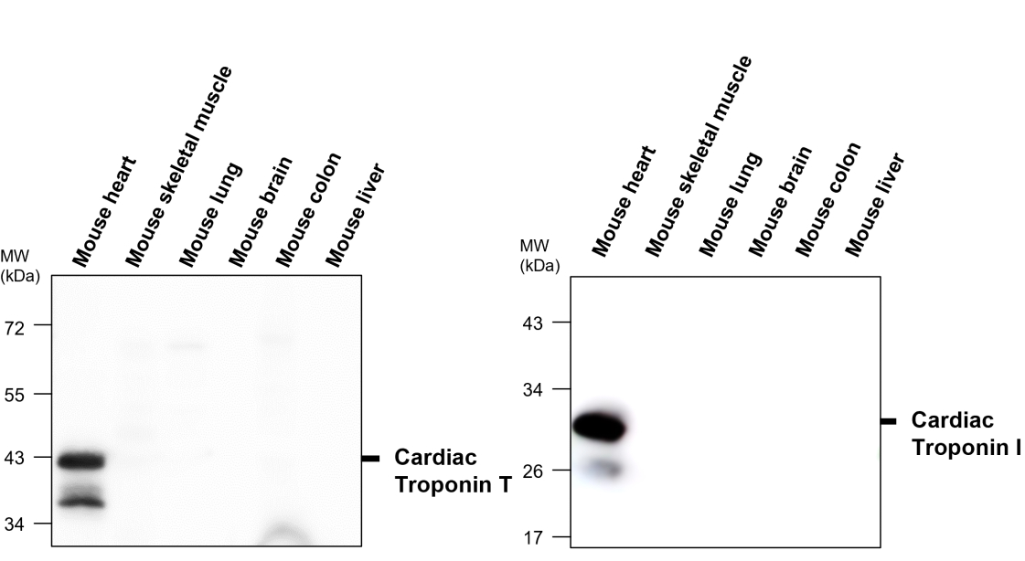 IR294-967 anti-Troponin I, cardiac muscle antibody WB image