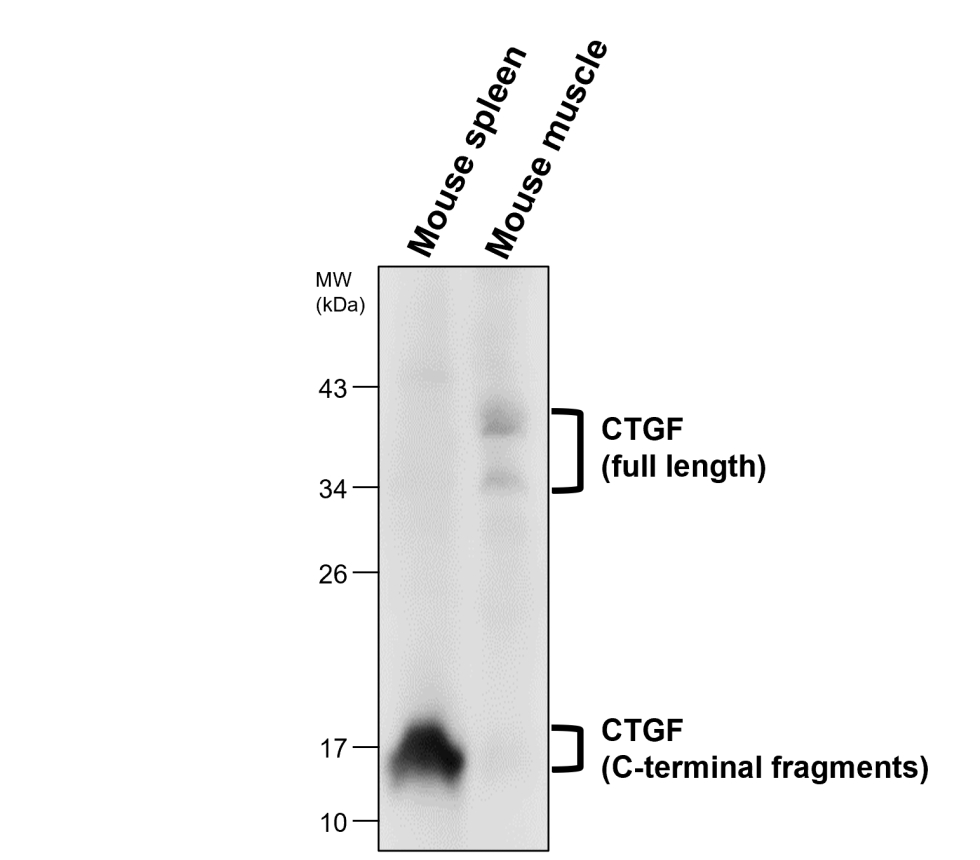 IR289-955 anti-CTGF antibody WB image