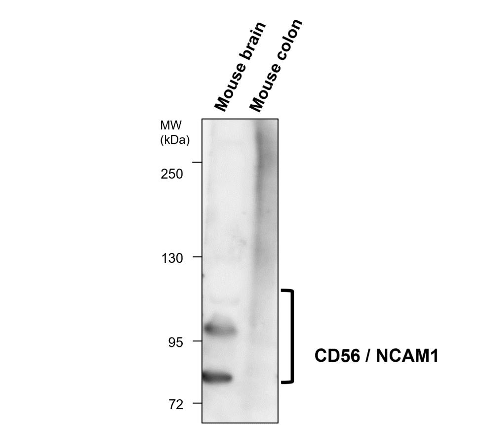 IR255-907 anti-CD56 antibody WB image