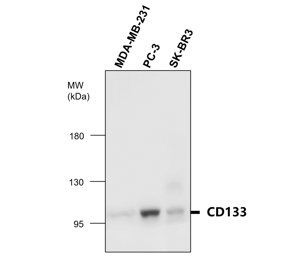 IR30-79 anti- CD133 / Prominin-1 antibody WB image