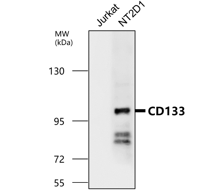 IR30-79 anti- CD133 / Prominin-1 antibody WB image