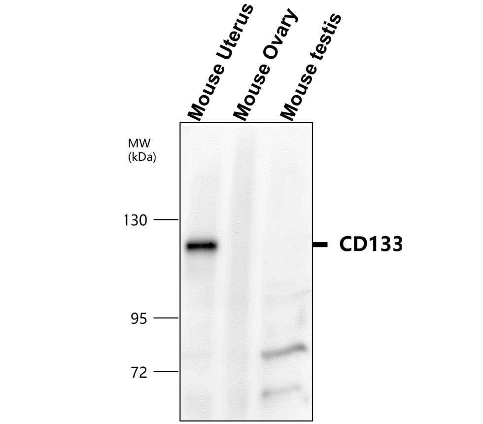 IR30-79 anti- CD133 / Prominin-1 antibody WB image