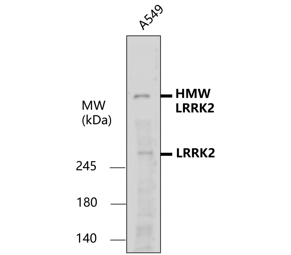 IR38-119 anti-LRRK2 antibody WB image