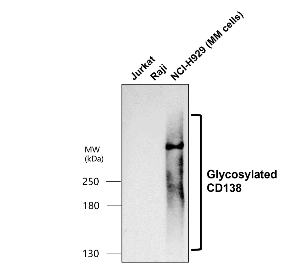 IR239-896 anti- CD138 / Syndecan-1 antibody WB image