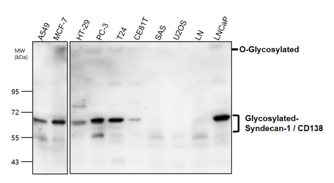 IR239-895 anti-Syndecan-1 / CD138 antibody WB image