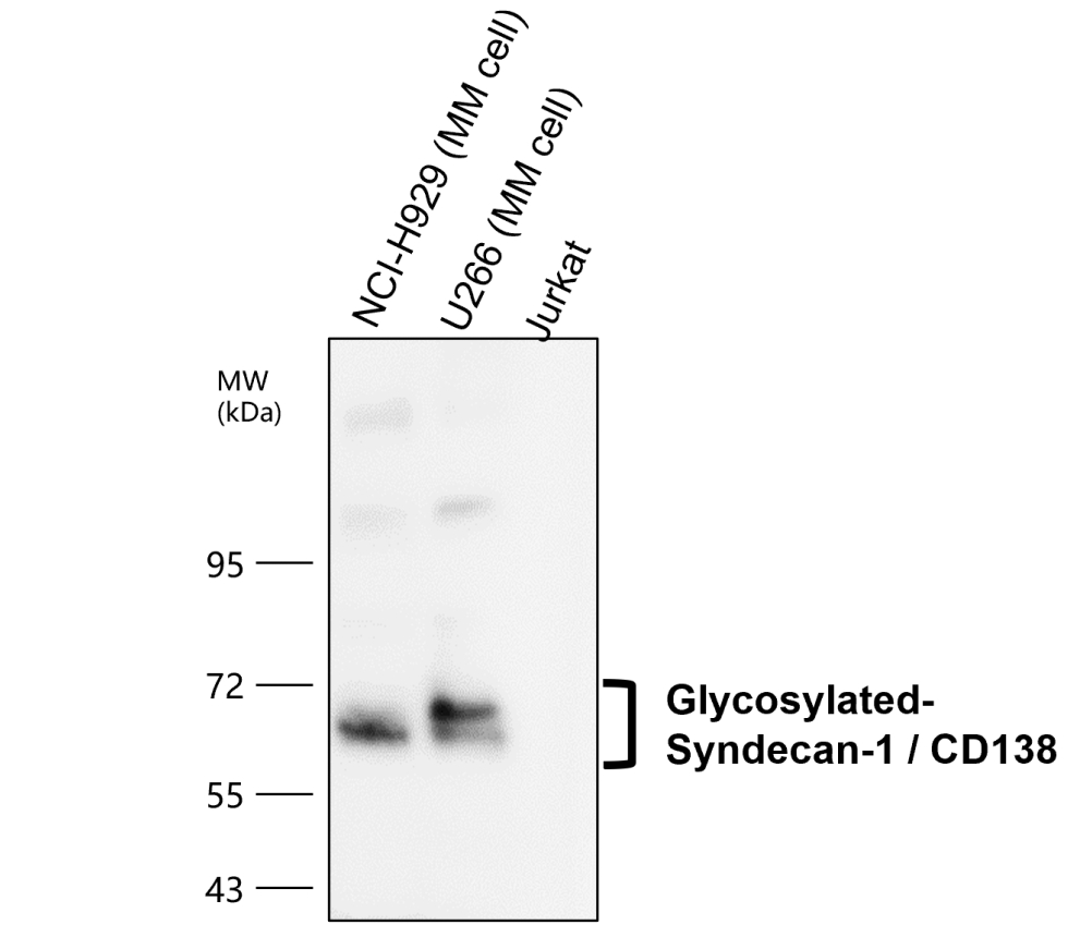 IR239-895 anti-Syndecan-1 / CD138 antibody WB image