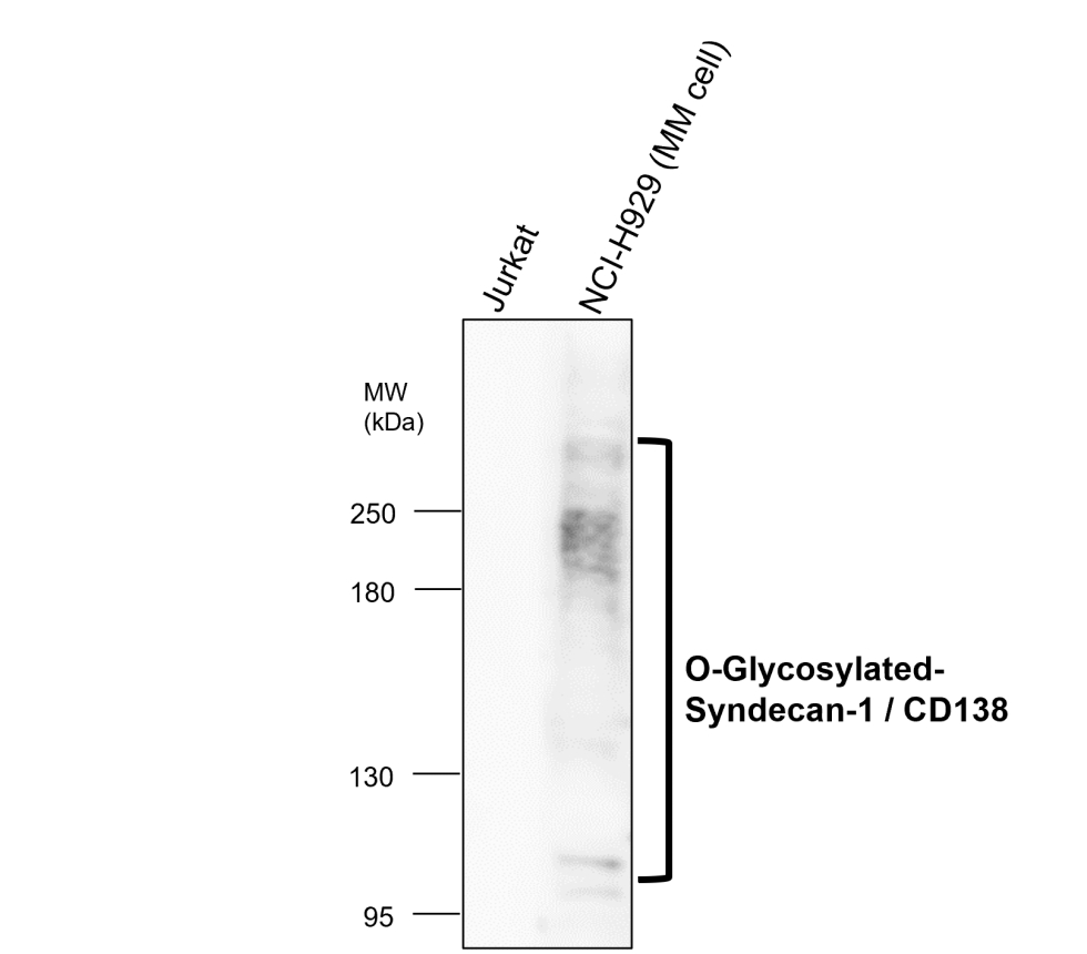 IR239-895 anti-Syndecan-1 / CD138 antibody WB image