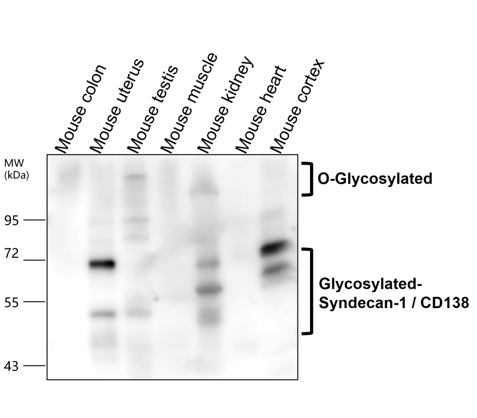 IR239-895 anti-Syndecan-1 / CD138 antibody WB image