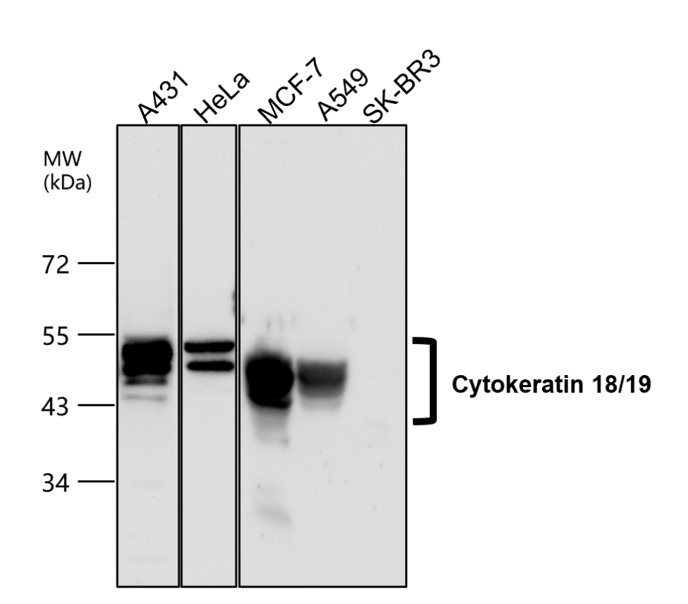 IR236-890 anti-Cytokeratin 18/19 antibody WB image