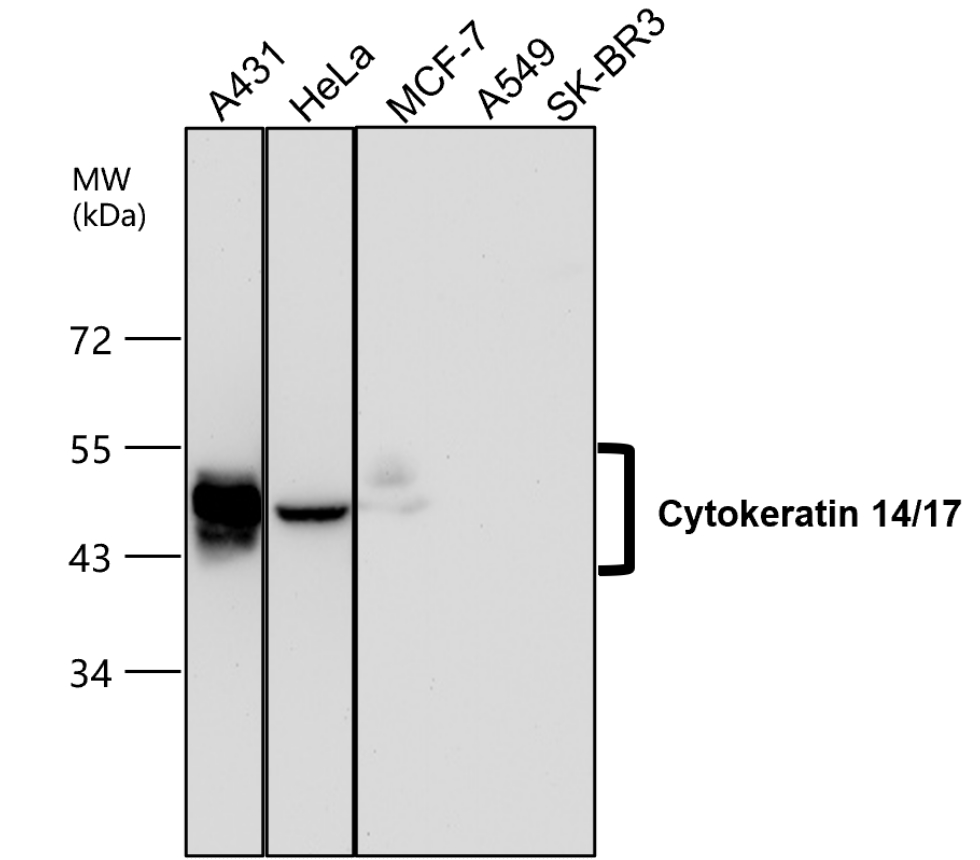 IR235-880 anti-Cytokeratin 14/17 antibody WB image