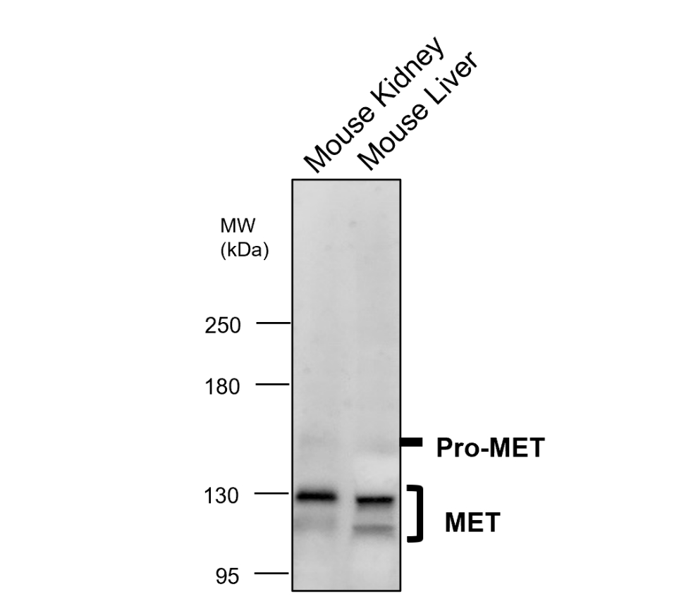 IR219-807 anti c-MET antibody WB image