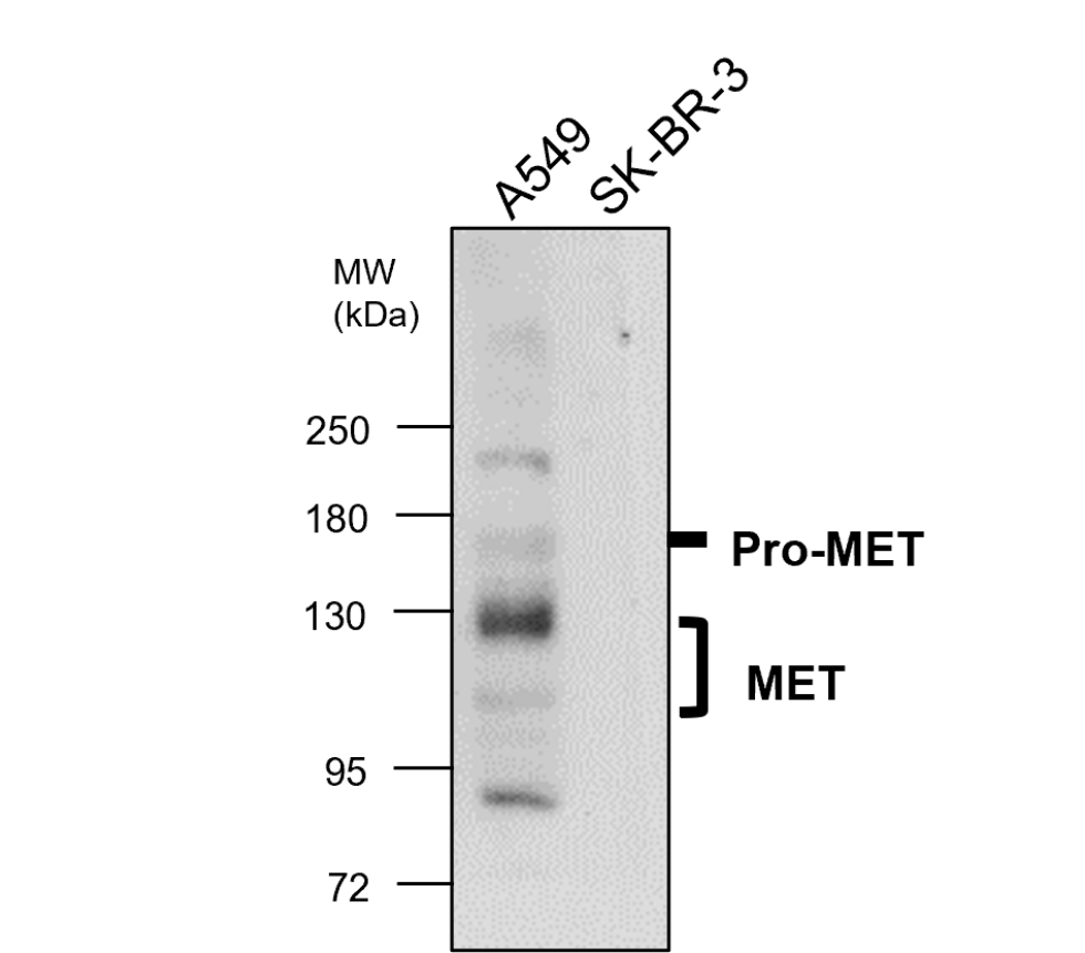 IR219-807 anti c-MET antibody WB image