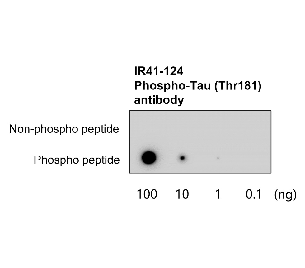 IR41-124 anti-Phospho-Tau (Thr181) antibody WB image