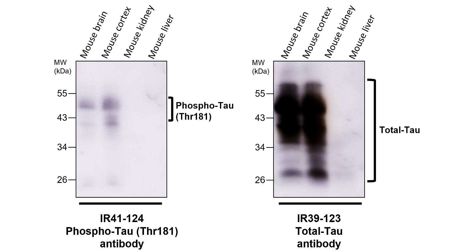 IR41-124 anti-Phospho-Tau (Thr181) antibody WB image