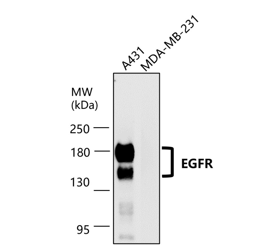 IR211-769 anti-EGFR antibody WB image