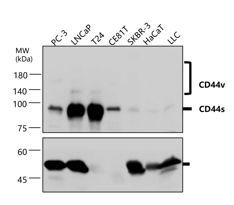 IR208-752 anti-CD44 antibody WB image