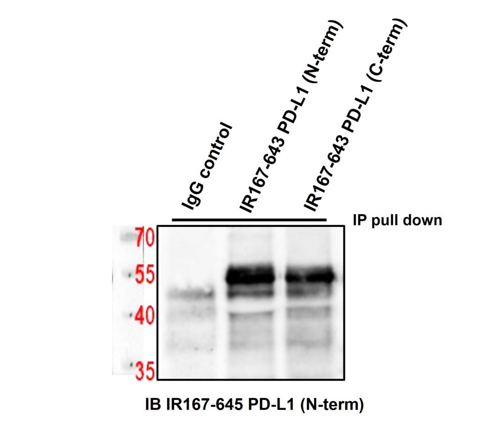 IR167-645 anti-PD-L1 antibody WB/IP image