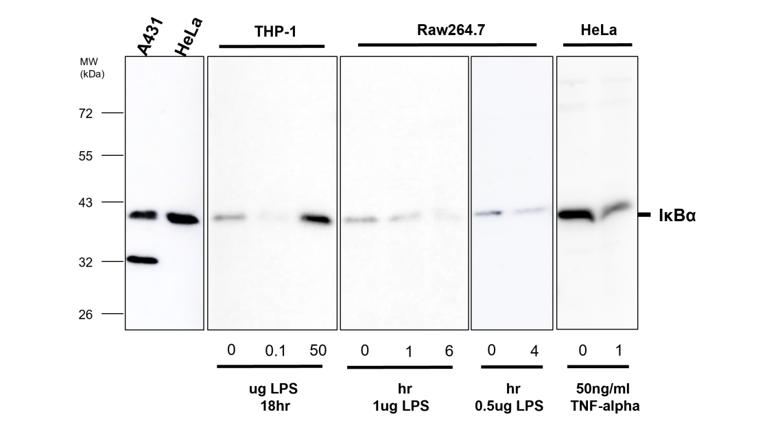 IR145-580 anti- IκBα antibody WB image