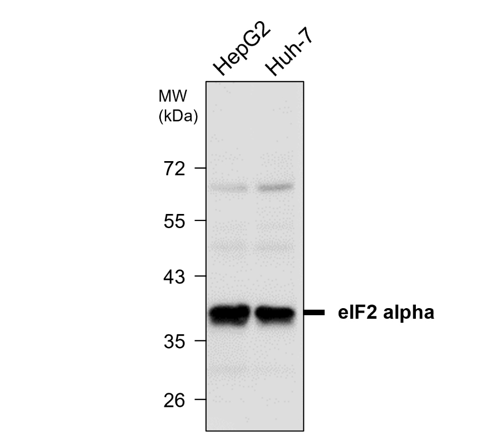 IR133-535 anti-eIF2 alpha antibody WB image