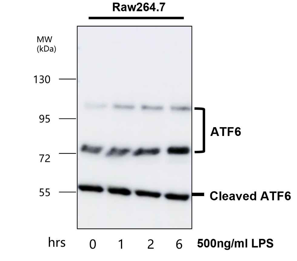 IR132-533 anti-ATF6 antibody WB image