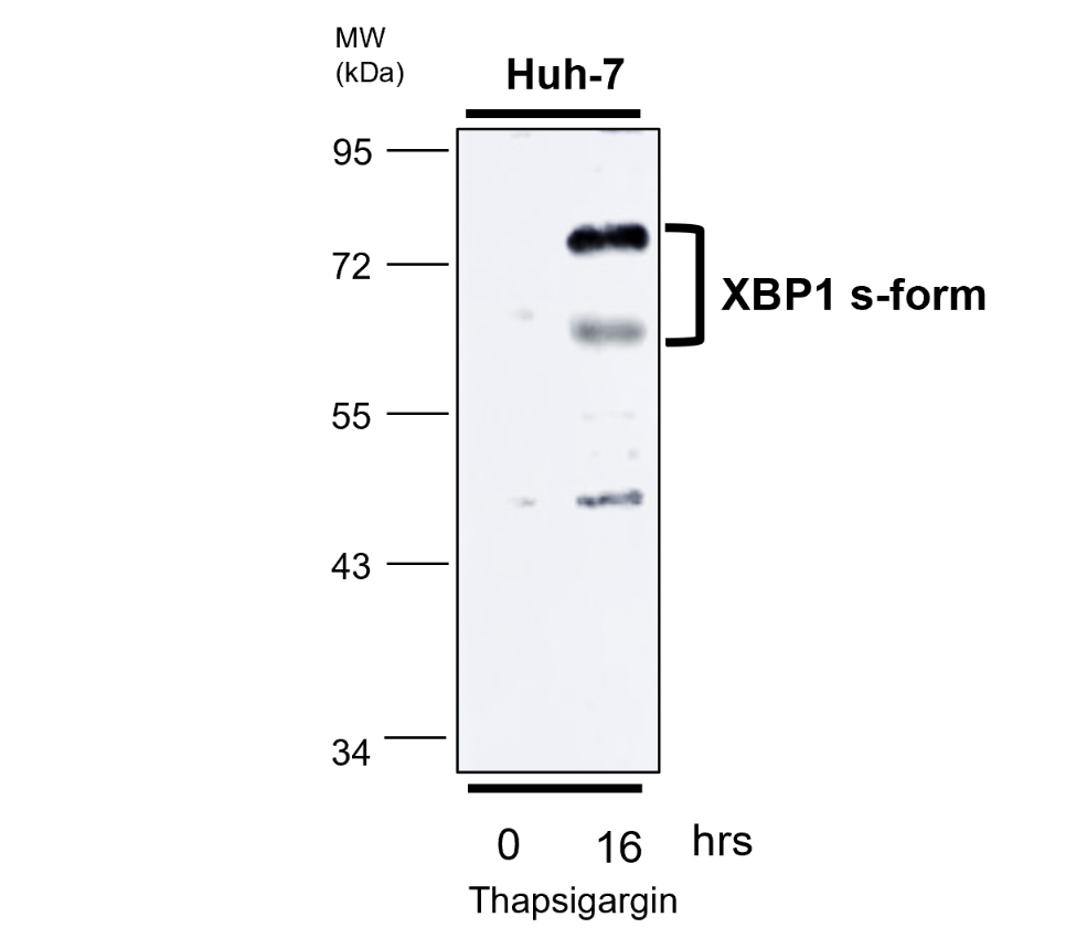 IR131-528 anti-XBP1 antibody WB image