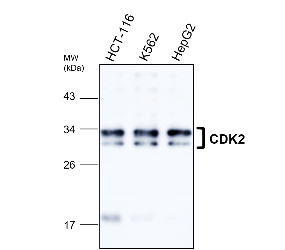 IR125-508 anti-CDK2 antibody WB image