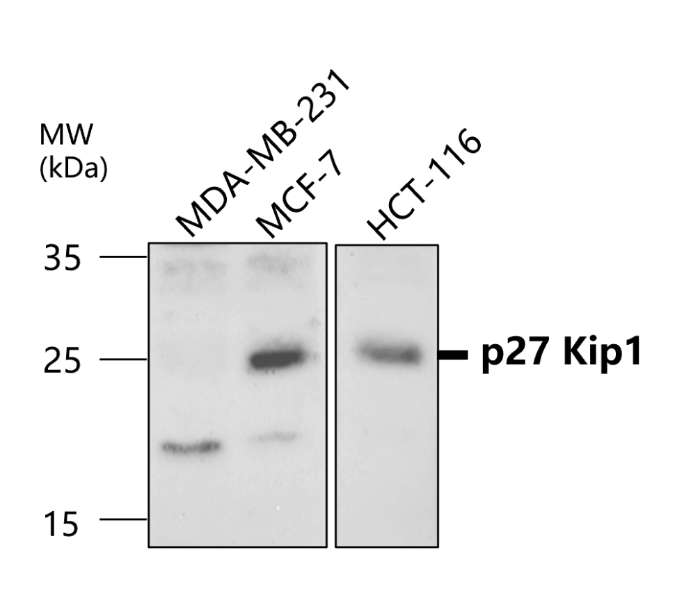 IR123-314 anti-p27 Kip1 antibody WB image