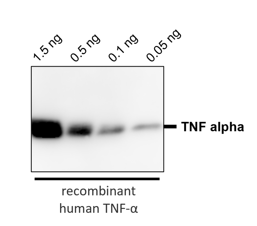 IR106-P2 anti-TNF alpha antibody WB image