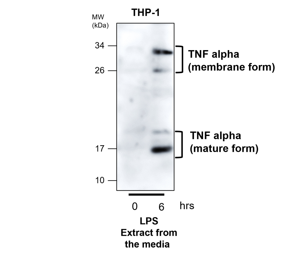 IR106-P2 anti-TNF alpha antibody WB image