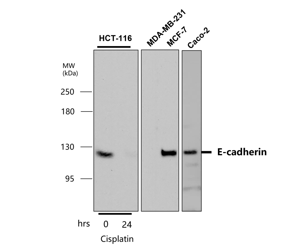 E-cadherin antibody