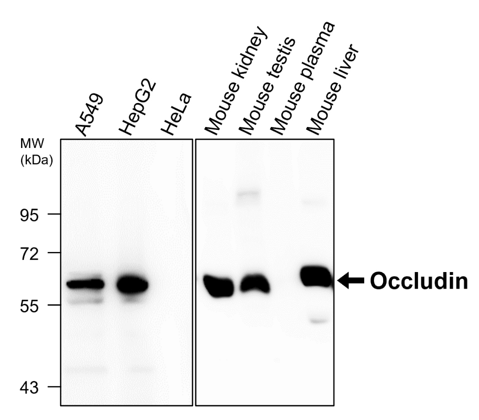 Occuldin antibody