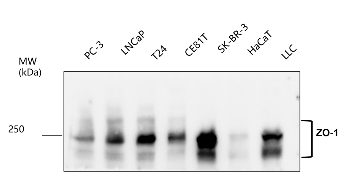 ZO-1 antibody