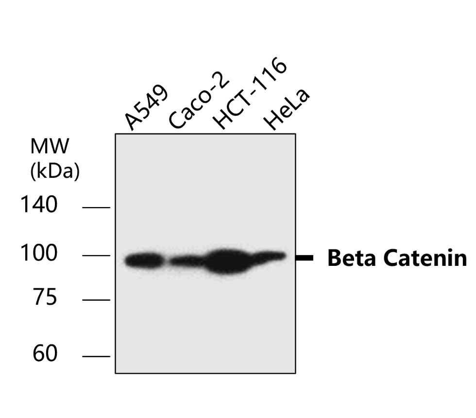 Beta-catenin antibody