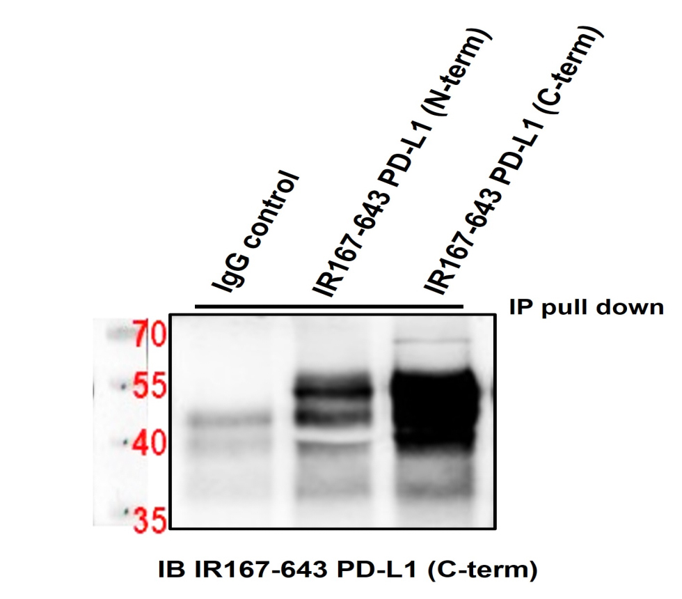 IR167-643 anti-PD-L1 antibody WB/IP image